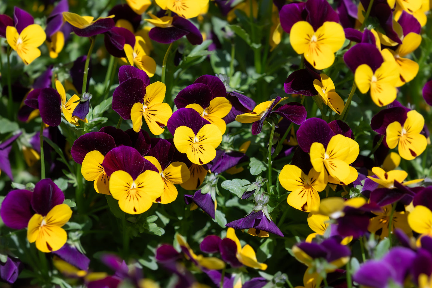 50 Dark JOHNNY JUMP UP Violet Viola Tricolor Flower Seeds