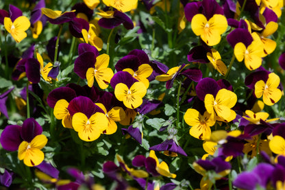 50 Dark JOHNNY JUMP UP Violet Viola Tricolor Flower Seeds