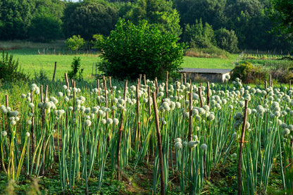 500 SOUTHPORT White Globe BUNCHING ONION Allium Cepa Vegetable Seeds
