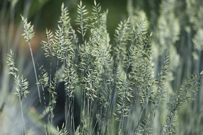 100 BLUE Sheeps FESCUE GRASS Festuca Ovina Glauca Cinerea Seeds