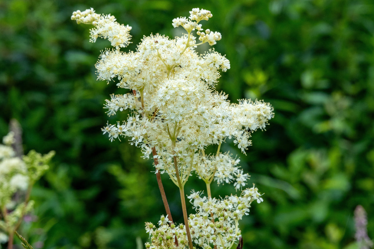 20 QUEEN of the MEADOW Filipendula Ulmaria Meadowsweet Native Prairie Fragrant White Flower Seeds