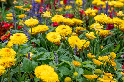 50 YELLOW DOUBLE STRAWFLOWER  Xerochrysum Bracteatum Helichrysum Flower Seeds