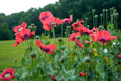 100 HENS and CHICKS Poppy Hens & Chickens Breadseed Lettuce Leaf Papaver Somniferum Flower Seeds