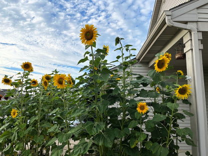 50 SKYSCRAPER SUNFLOWER Helianthus Annuus Flower Seeds