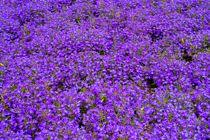 200 Lavender & White MRS CLIBRAN LOBELIA Erinus Flower Seeds