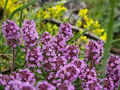 100 MOTHER OF THYME aka Lemon Broadleaved Large Thyme Thymus Pulegioides Herb Pink Flower Seeds