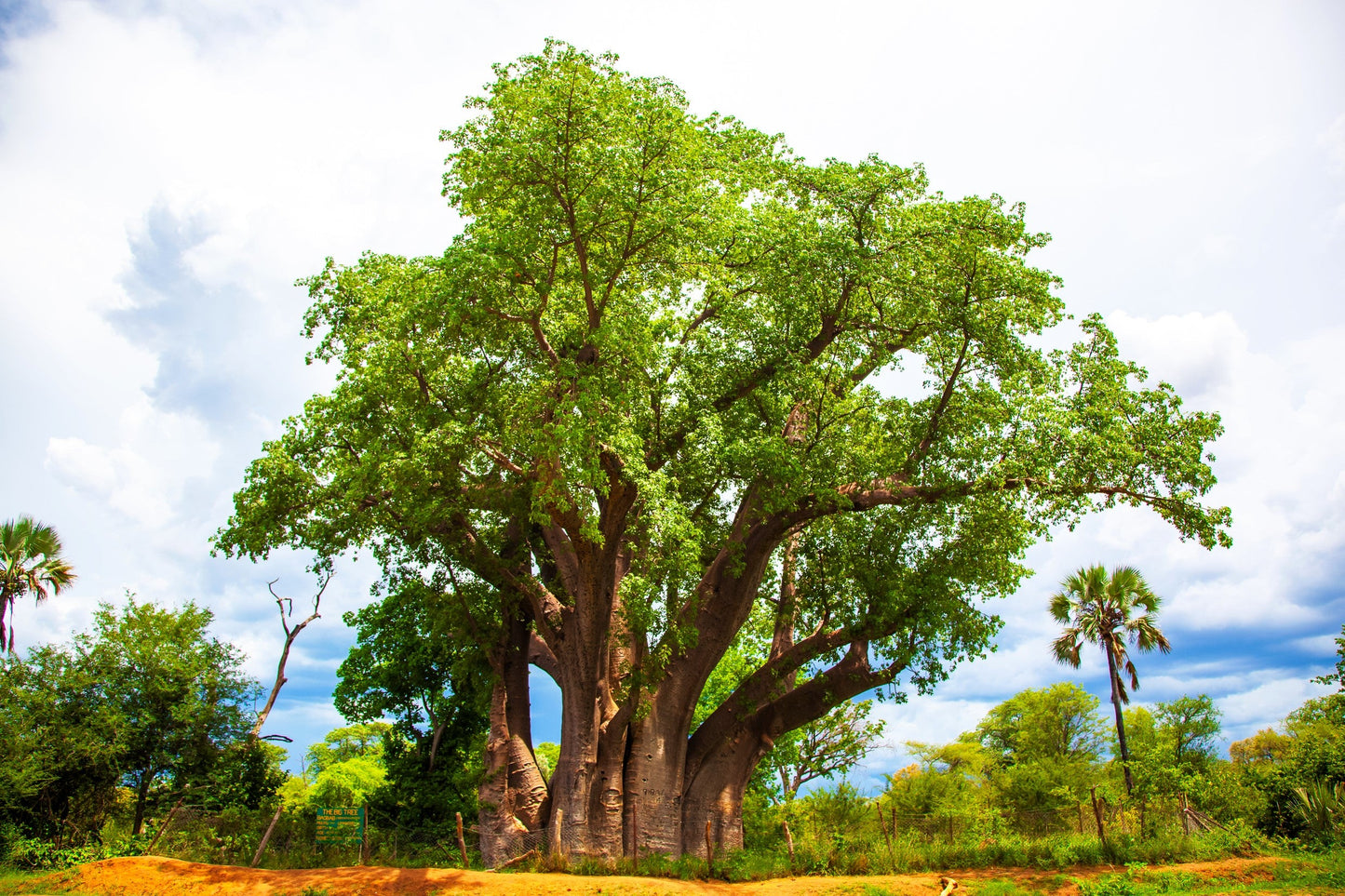 1000 BULK African BAOBAB TREE Adansonia Digitata Monkey Bread Judas Fruit Seeds