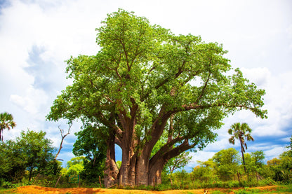 1000 BULK African BAOBAB TREE Adansonia Digitata Monkey Bread Judas Fruit Seeds