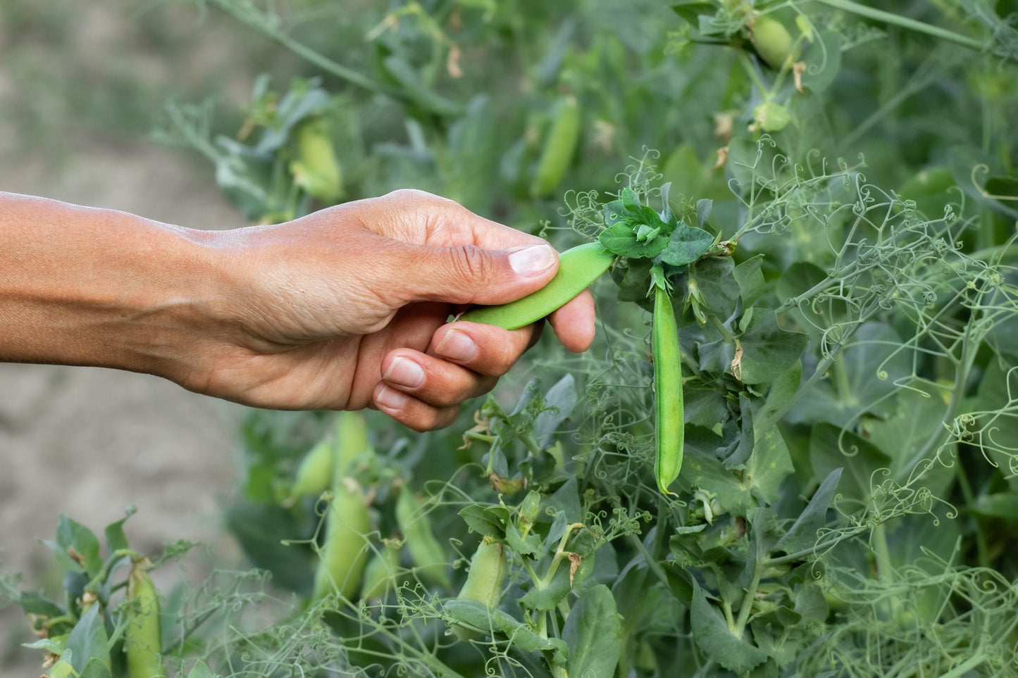 50 Early FROSTY GARDEN PEA English Shelling Pisum Sativum Vegetable Seeds
