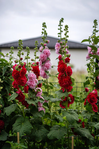 50 Dwarf Double HOLLYHOCK MAJORETTE MIX Alcea Rosea Red Pink White Maroon Yellow Mixed Color Flower Seeds