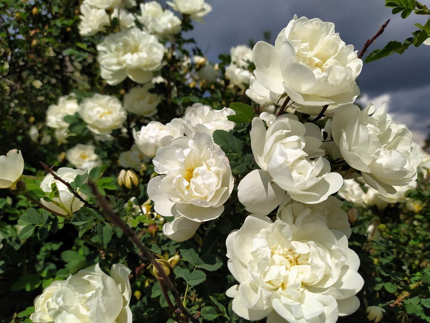 5 WHITE ROSE Rosa Bush Shrub Perennial Flower Seeds