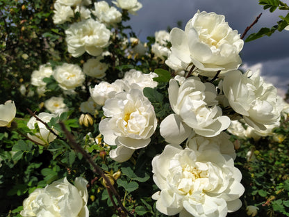 5 WHITE ROSE Rosa Bush Shrub Perennial Flower Seeds