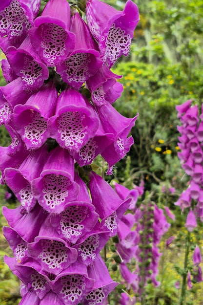 1000 Seeds MIXED FOXGLOVE Digitalis Purpurea Flower Seeds