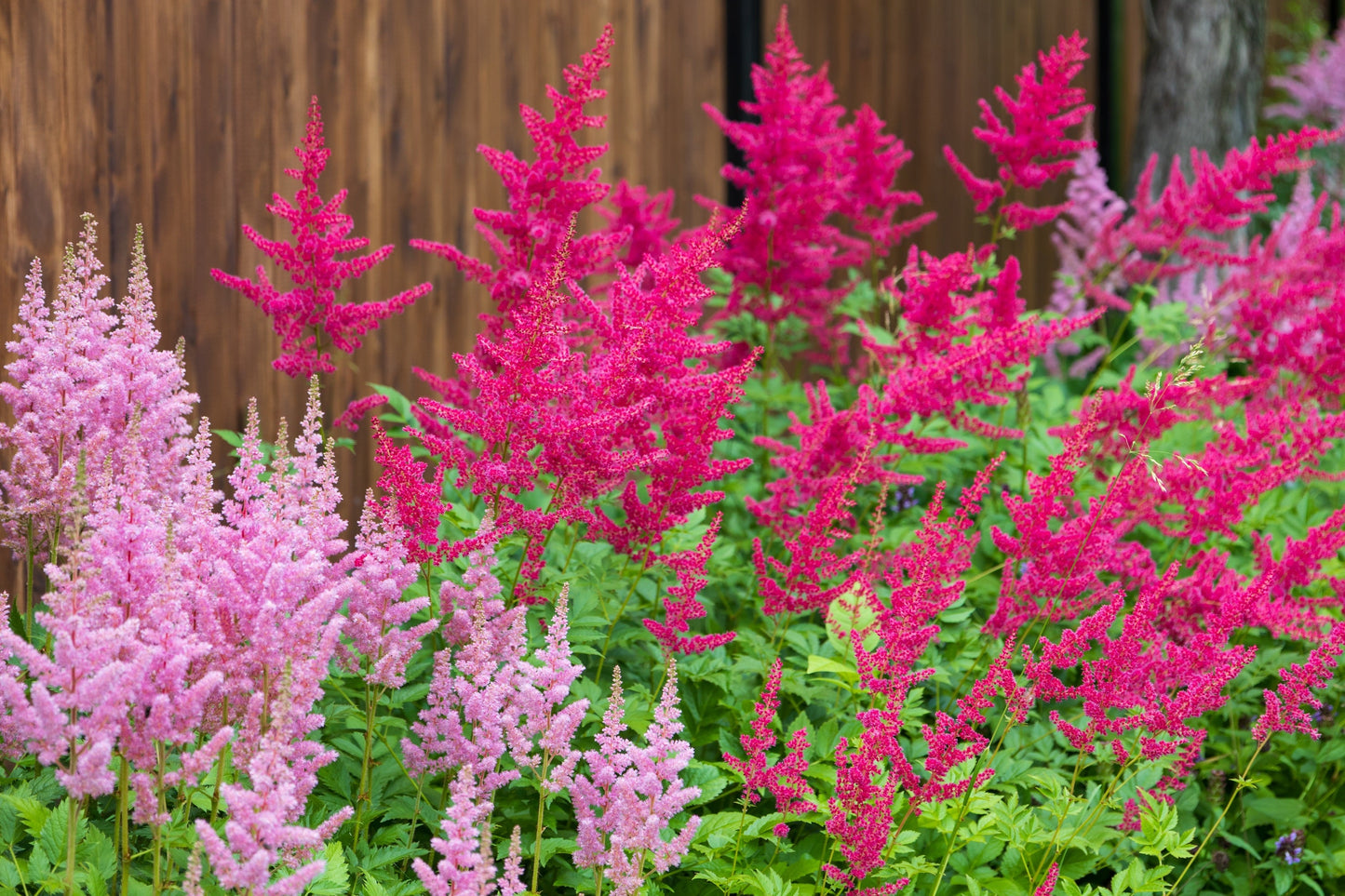 100 PINK MIX ASTILBE (False Spirea / False Goats Beard) Astilbe Chinensis Flower Seeds