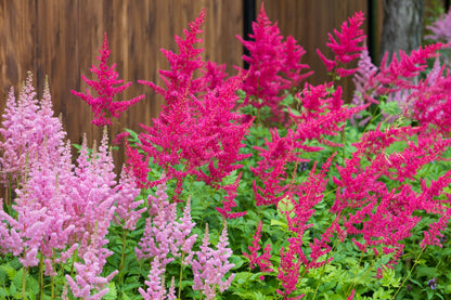 100 PINK MIX ASTILBE (False Spirea / False Goats Beard) Astilbe Chinensis Flower Seeds