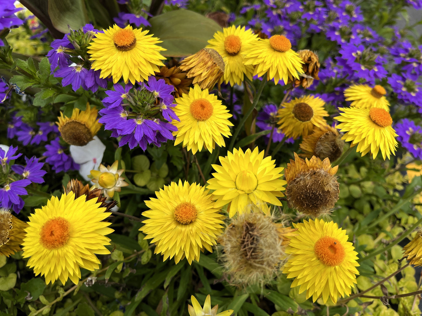 50 YELLOW DOUBLE STRAWFLOWER  Xerochrysum Bracteatum Helichrysum Flower Seeds