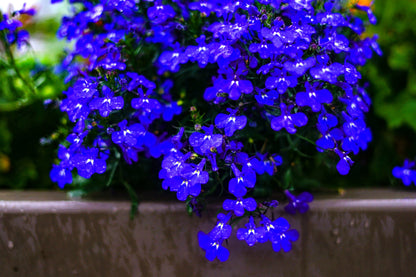 200 Electric Blue MONSOON LOBELIA Erinus Flower Seeds