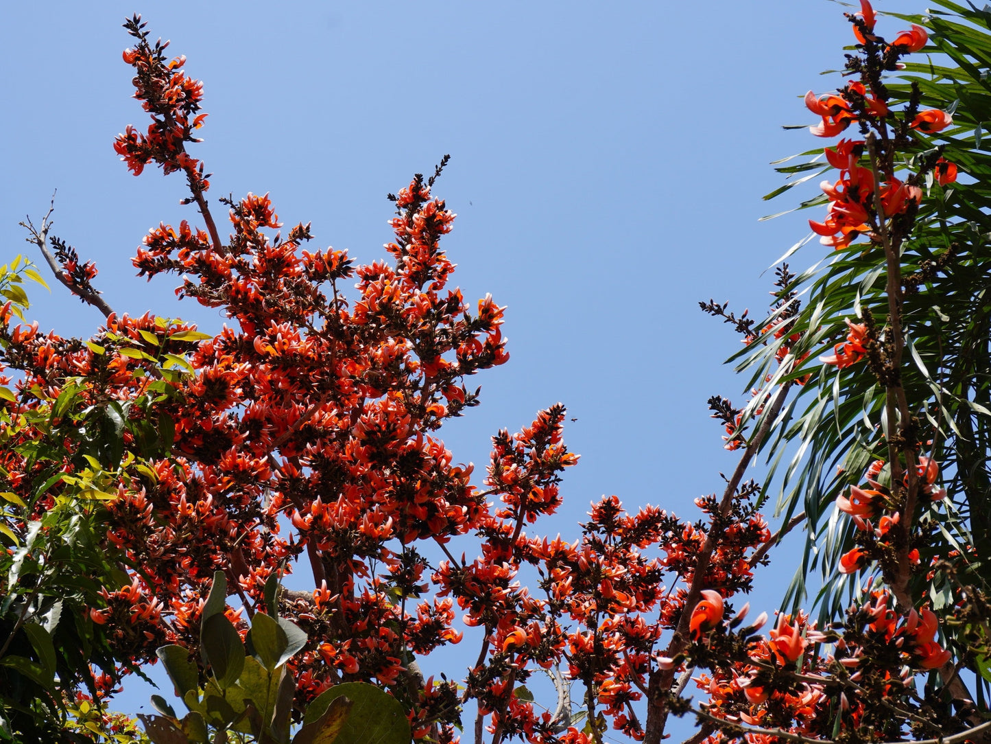 5 FLAME OF THE FOREST Tree Butea Monosperma Palash Orange Red Flower Seeds