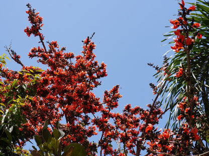 5 FLAME OF THE FOREST Tree Butea Monosperma Palash Orange Red Flower Seeds