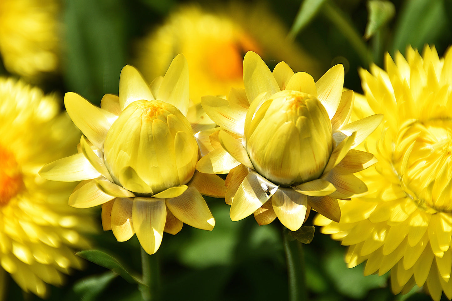 50 YELLOW DOUBLE STRAWFLOWER  Xerochrysum Bracteatum Helichrysum Flower Seeds
