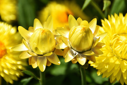 50 YELLOW DOUBLE STRAWFLOWER  Xerochrysum Bracteatum Helichrysum Flower Seeds
