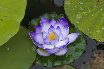 3 Organic Mixed Colors LOTUS Nelumbo Nucifera Pond Water Lily Lilypad Blue Red Flower Large Seeds