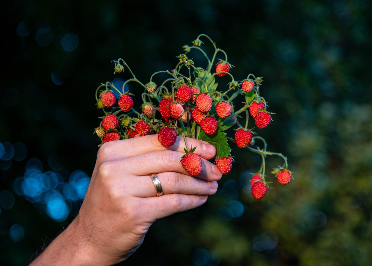 100 VESCA BARON STRAWBERRY Solemacher Berry Fragari Fruit Seeds