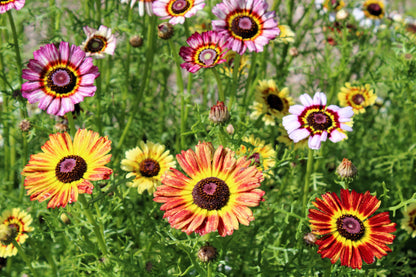 250 TRICOLOR PAINTED DAISY (Pyrenthrum Daisy) Chrysanthemum Carinatum Flower Seeds
