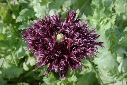 250 BLACK Swan PEONY POPPY Papaver Somniferum Dark Burgundy Double Flower Seeds