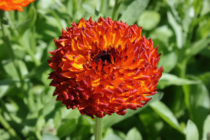500 Mixed Colors FANCY MIX Pot MARIGOLD Calendula Officinalis Flower Seeds