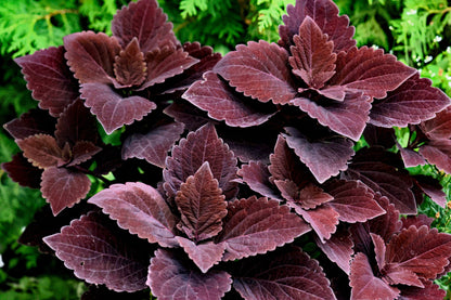 100 Mixed Colors COLEUS RAINBOW MIX Shade Houseplant Solenostemon Flower Seeds