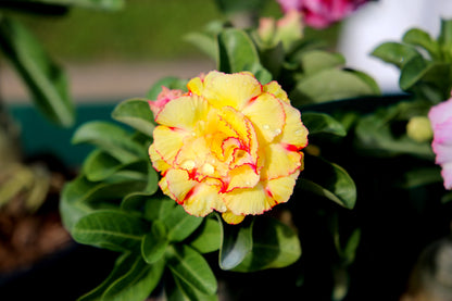 10 Mixed DESERT ROSE / ADENIUM Obesum African Houseplant Flower Seeds