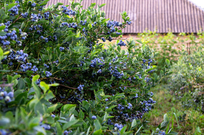 50 Northern HIGHBUSH BLUEBERRY BUSH Vaccinium Fruit Shrub Blue Berry White Flower Seeds