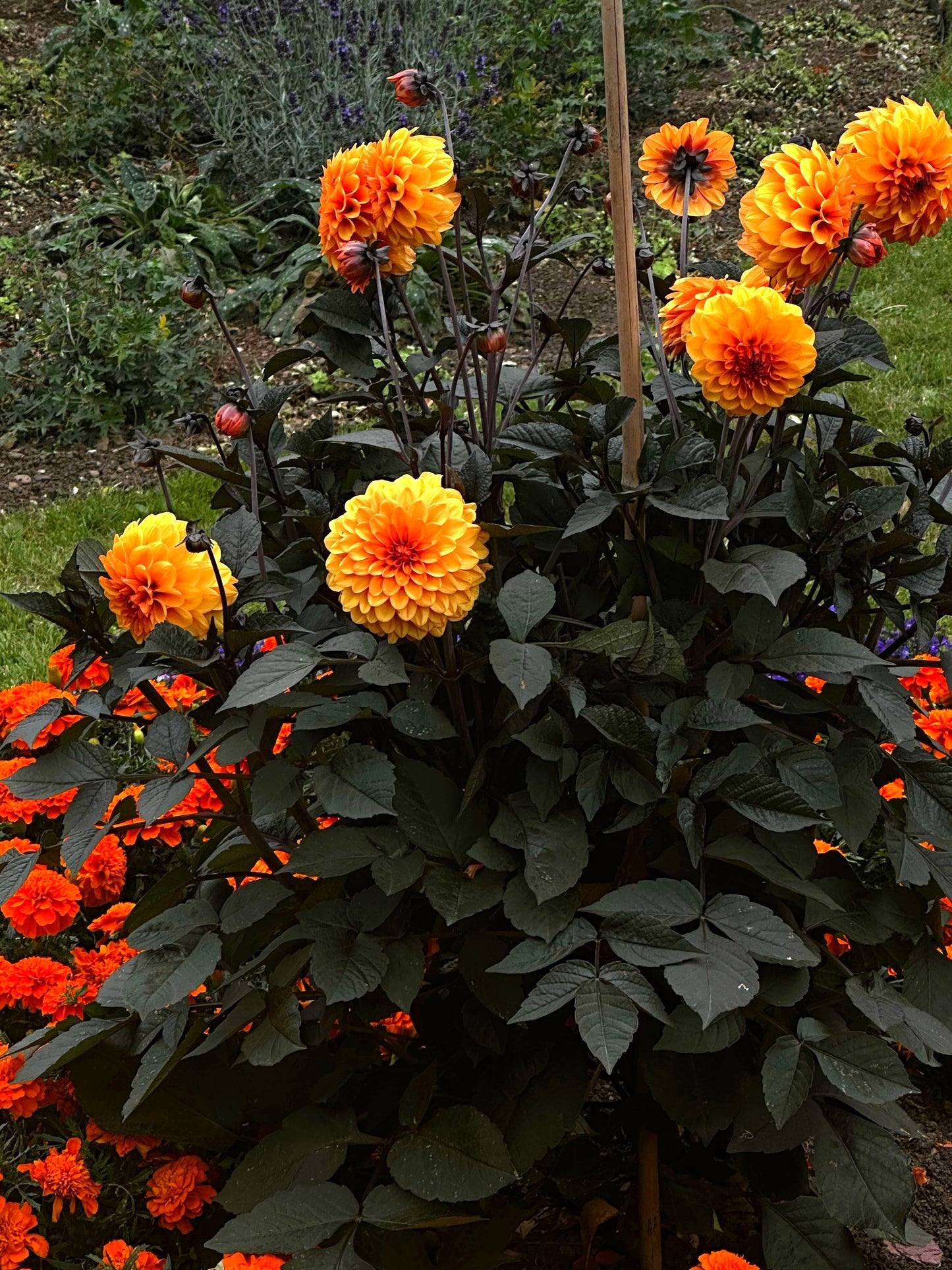 20 Dwarf Mixed Colors REDSKIN DAHLIA Variabilis Red Skin Mix Bicolor Flower Seeds