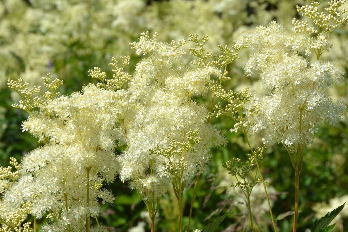 20 QUEEN of the MEADOW Filipendula Ulmaria Meadowsweet Native Prairie Fragrant White Flower Seeds