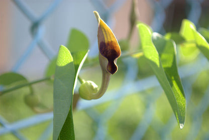 20 SLENDER DUTCHMAN'S PIPE Pipevine Aristolochia Debilis Deep Purple Flower Herb Vine Seeds