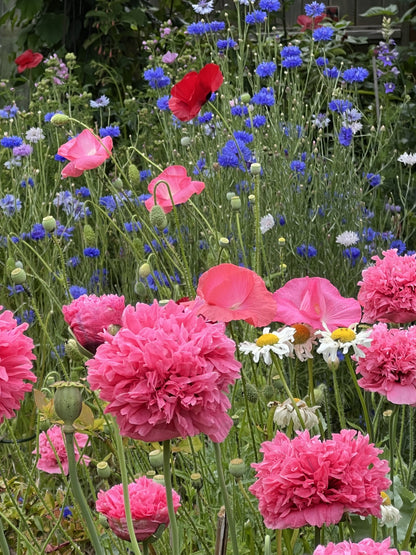 250 Bombast ROSE PEONY POPPY Papaver Peoniflorum Flower Seeds