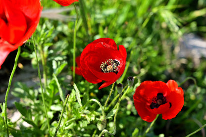 100 RED TURKISH POPPY Heirloom Papaver Somniferum Flower Seeds