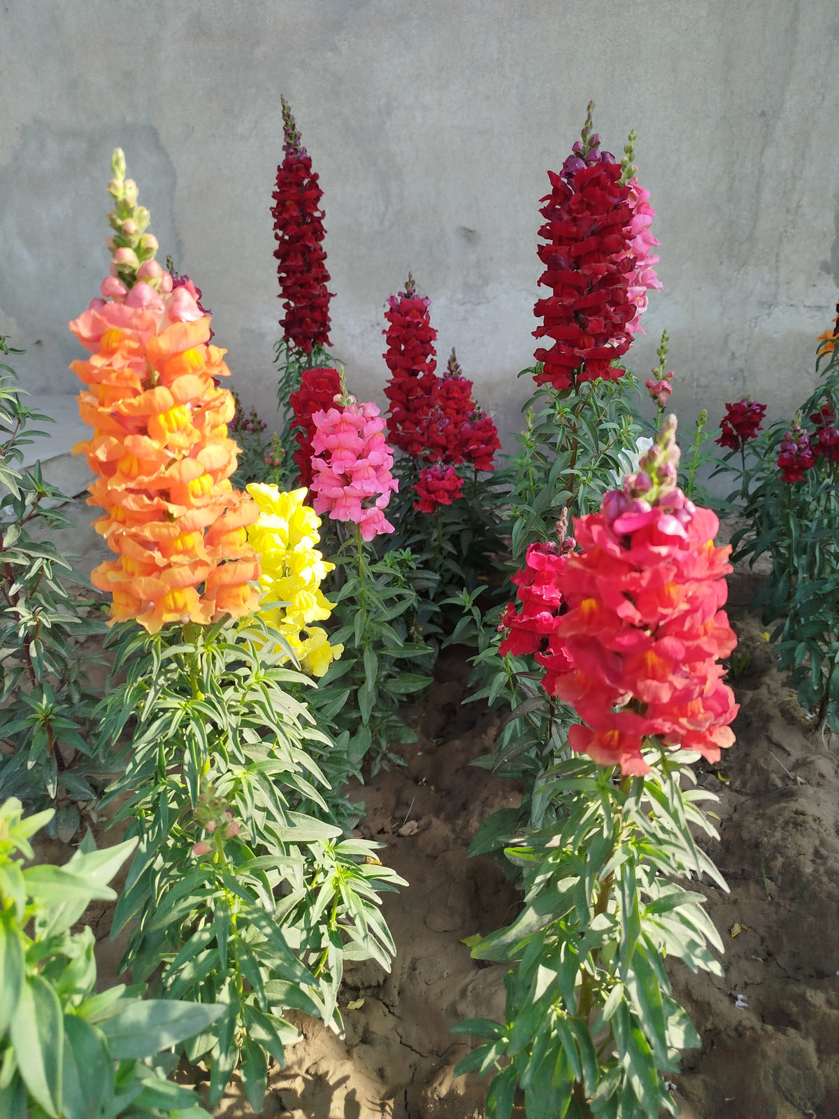 2000 SNAPDRAGON CORONA MIX Antirrhinum Majus Flower Seeds