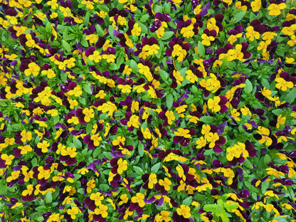 50 Dark JOHNNY JUMP UP Violet Viola Tricolor Flower Seeds