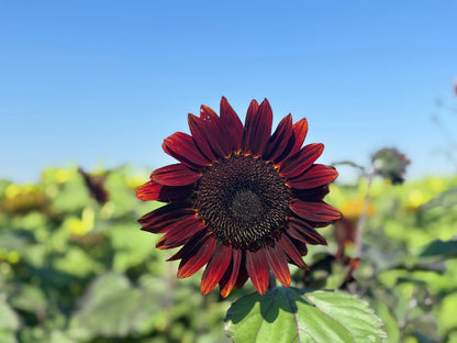25 CHOCOLATE CHERRY SUNFLOWER Helianthus Annuus Red & Brown Flower Seeds