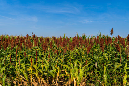50 DELLA SORGHUM Bicolor Syrup Flour Grain Vegetable Seeds