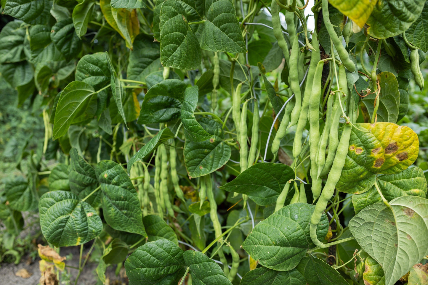 50 IRON CLAY COWPEA Food Plot Forage Vigna Unguiculata Cow Pea Bean Legume Seeds