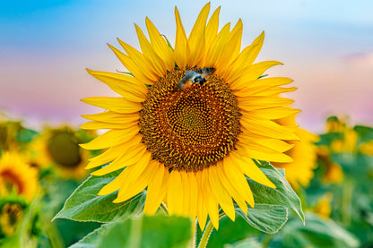 50 HOPI Black Dye SUNFLOWER Helianthus Annuus Flower Seeds