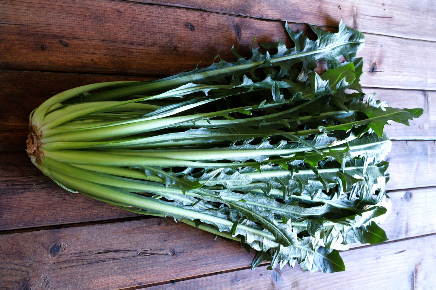 800 EMERALD CATALOGNA ENDIVE Italian Chicory Cichorium Endivia Seeds