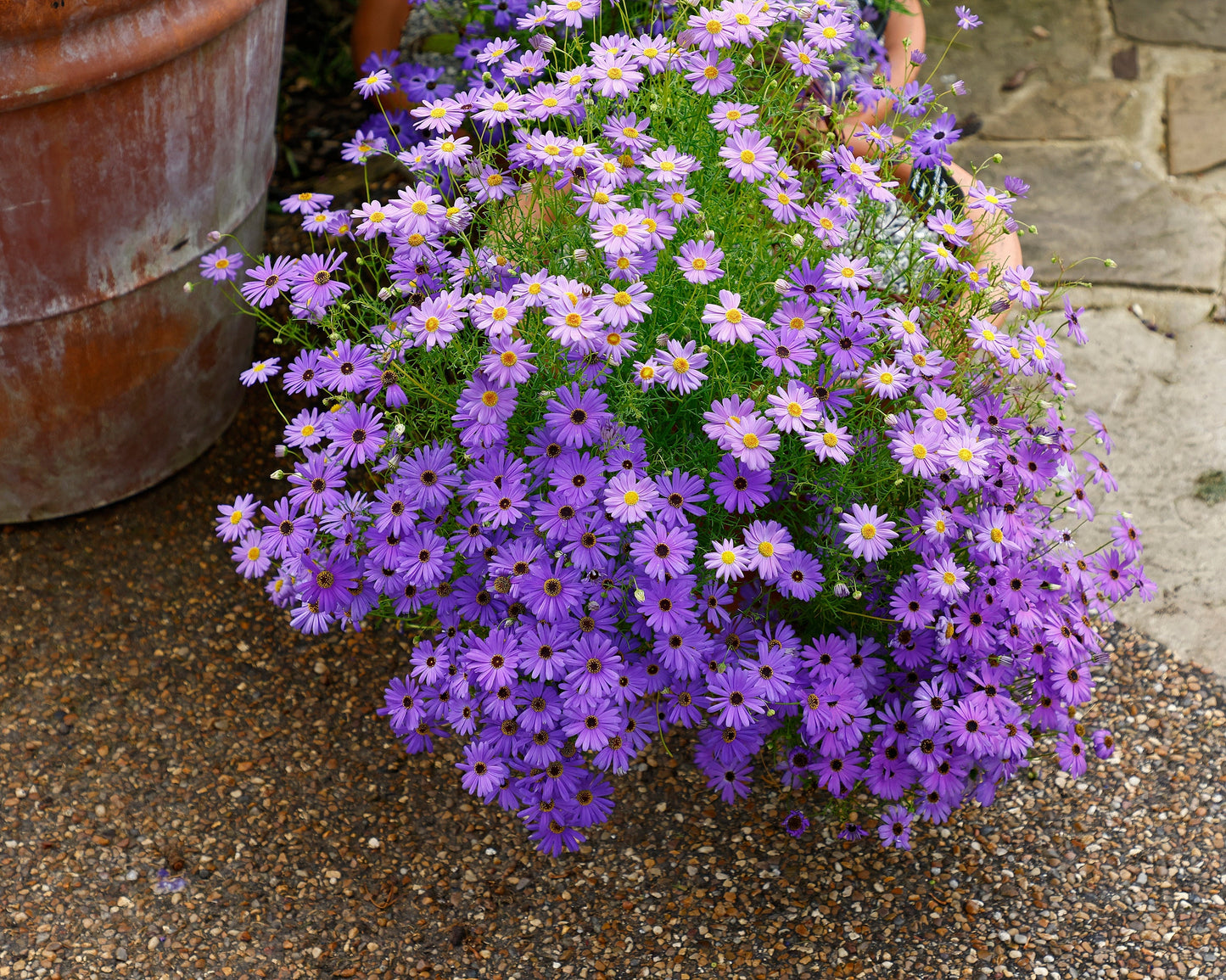 200 Mixed Colors SWAN RIVER DAISY Brachyscome Iberidifolia Flower Seeds