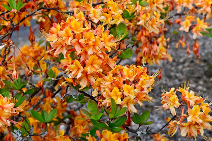 30 Orange FLAME AZALEA Rhododendron Calendulaceum Bush Shrub Flower Seeds