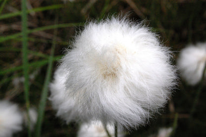 25 TAWNY COTTONGRASS Flower Seeds Eriophorum Virginicum Hare's Tail Cotton Grass Seeds