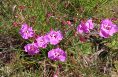 100 FALSE SLENDERLEAF FOXGLOVE Purple Gerardia Agalinis Tenuifolia Flower Seeds
