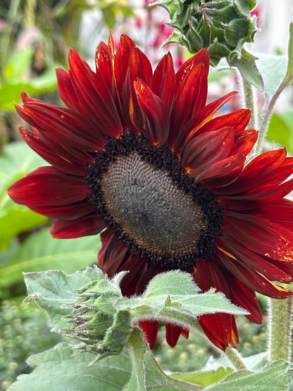 25 RED SUN SUNFLOWER Helianthus Annuus Flower Seeds